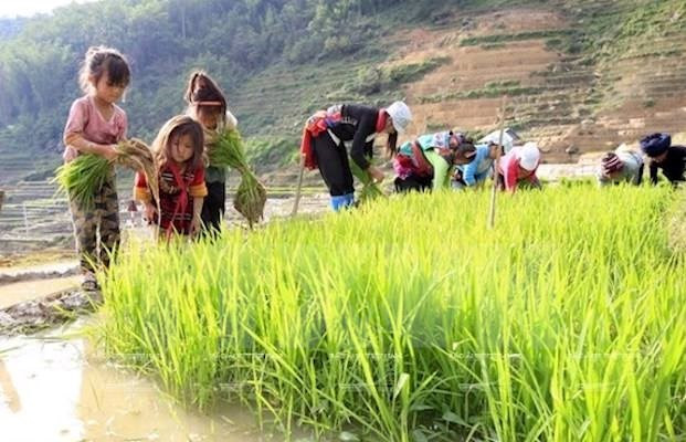 Rà soát xử lý hành vi sử dụng lao động trẻ em, lao động cưỡng bức ảnh 1