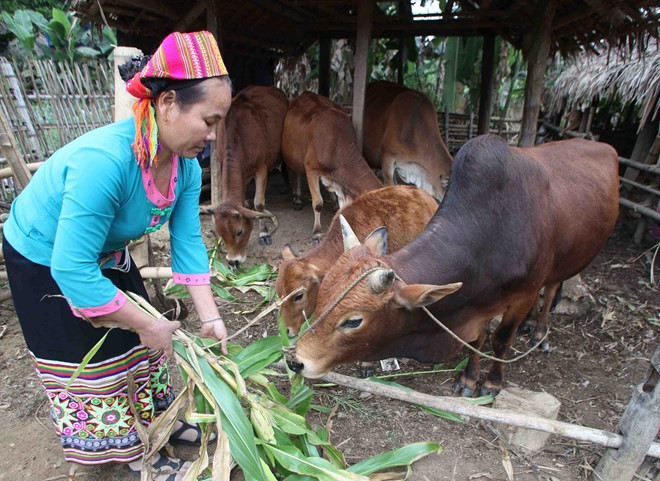 Tiêu chí xét chuẩn nghèo mới sẽ dựa trên 5 chiều từ năm 2015 ảnh 1