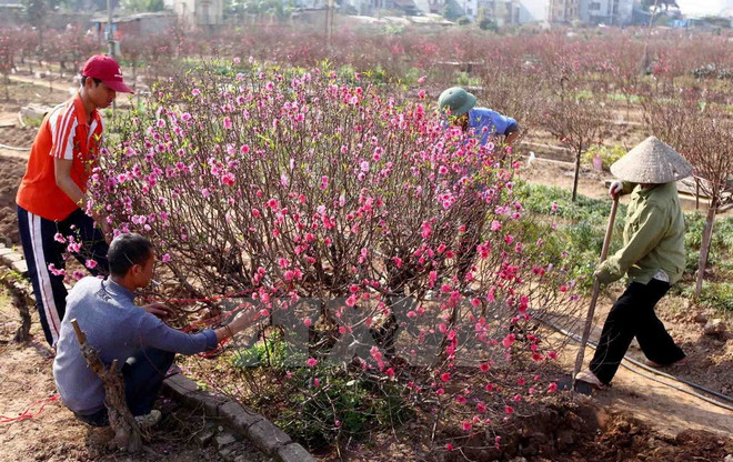 Thưởng Tết Bính thân: Cao nhất 624 triệu đồng, thấp nhất 40.000 đồng ảnh 1