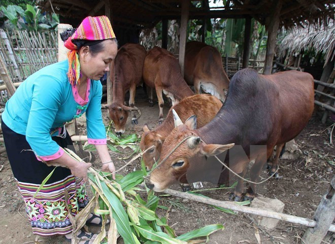 Giảm nghèo giai đoạn 2016-2020 có nhiều thay đổi về chính sách. (Ảnh minh họa: TTXVN) 10 sự kiện nổi bật ngành lao động-thương binh và xã hội năm 2016 ảnh 2