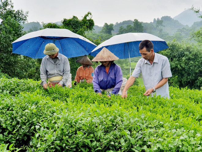 Thoát nghèo bền vững nhờ sử dụng nguồn vốn tín dụng hiệu quả ảnh 2