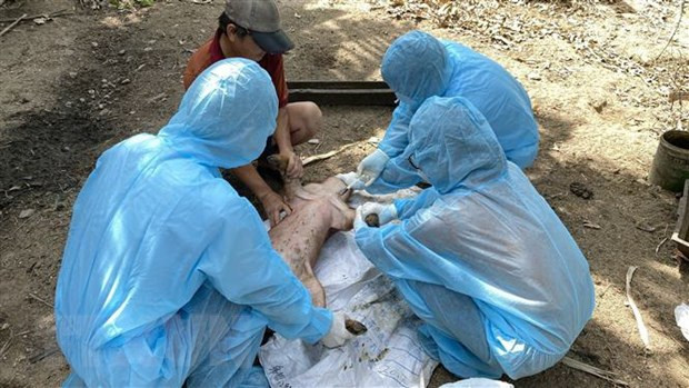 Nguyên nhân lợn chết sau khi tiêm phòng vaccine dịch tả châu Phi ảnh 1