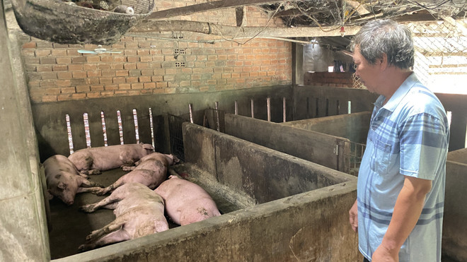 Nguyên nhân lợn chết sau khi tiêm phòng vaccine dịch tả châu Phi ảnh 2