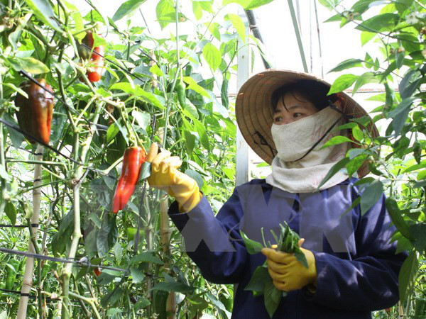 Hơn 60% phụ nữ Việt Nam làm việc phi chính thức và không có lương ảnh 1