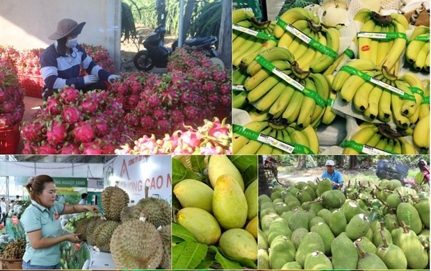 Xuất khẩu nông sản trong 5 tháng đầu năm liên tục tăng. (Ảnh: PV/Vietnam+) Xuất khẩu nông, lâm, thuỷ sản trong 5 tháng thu về hơn 20 tỷ USD ảnh 1