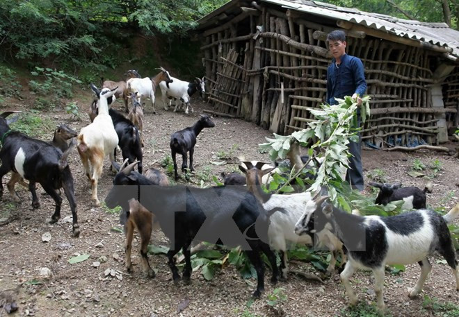 Một nông dân người dân tộc Tày, ở Trùng Khánh, Cao Bằng vay vốn ưu đãi đã đầu tư nuôi dê cho thu nhập tốt. (Ảnh minh họa: Trần Việt/TTXVN) Chính sách "cho không" đang triệt tiêu động lực thoát nghèo ảnh 2