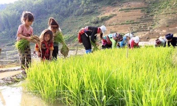 Lao động trẻ em chủ yếu làm việc trong lĩnh vực nông nghiệp ảnh 1