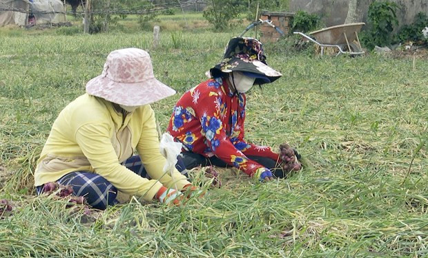 Lợi thế sản lượng hơn 200 nghìn tấn hành củ đang trở thành... bất lợi ảnh 1