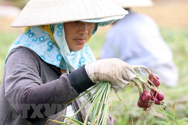 Lợi thế sản lượng hơn 200 nghìn tấn hành củ đang trở thành... bất lợi ảnh 2