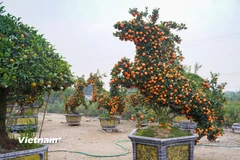 Quýt cảnh hình ngựa độc đáo sẵn sàng phục vụ người dân dịp Tết Bính Ngọ