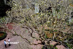 Vẻ đẹp độc đáo, hoài cổ của hoa Champa trong khuôn viên phố thị