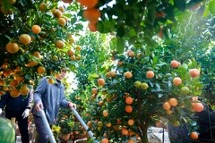 Thủ phủ quất cảnh Hà Nội rộn ràng bước vào vụ Tết Nguyên đán 2026