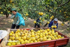 Những vườn bưởi Diễn tất bật vào mùa phục vụ Tết Nguyên đán