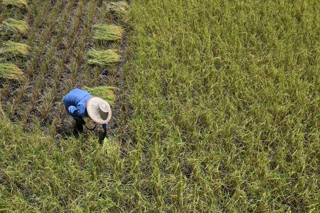 Indonesia Triển Khai Đồng Bộ Các Giải Pháp Đảm Bảo An Ninh Lương Thực Quốc Gia