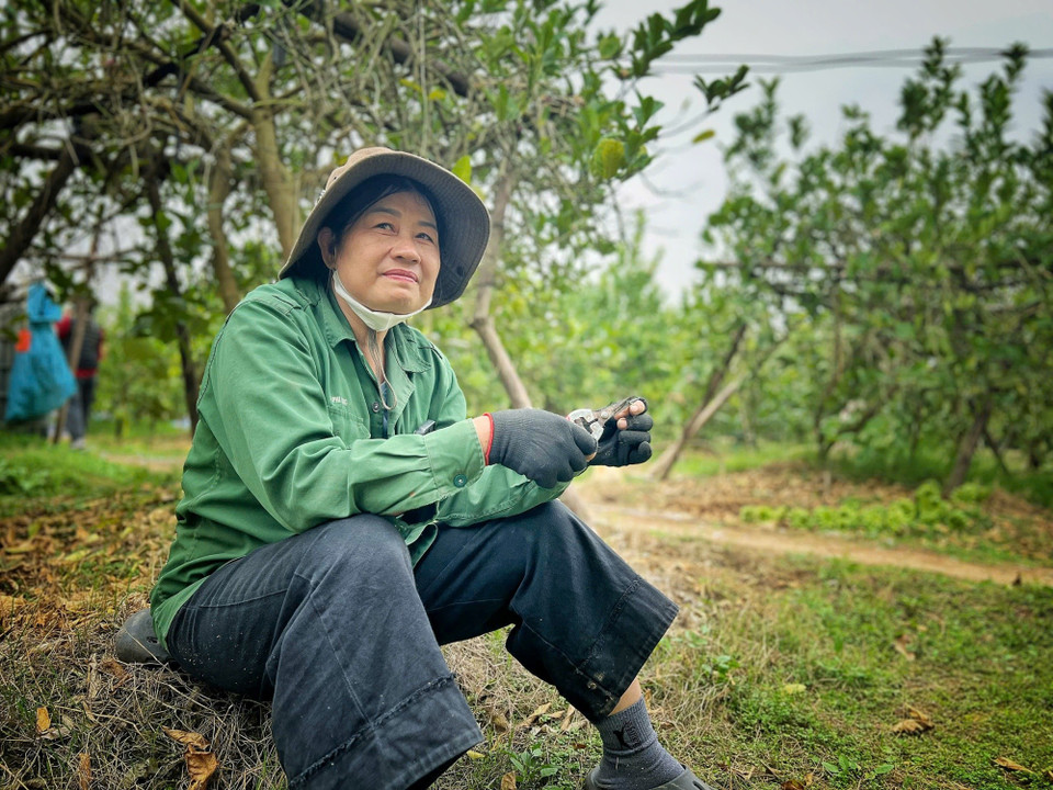 Mỗi vụ mùa gia đình chị Tuyết An phải chi khoảng 100 triệu đồng cho phân bón, thuốc bảo vệ thực vật/mẫu vườn trồng phật thủ. (Ảnh: Mai Mai/Vietnam+)