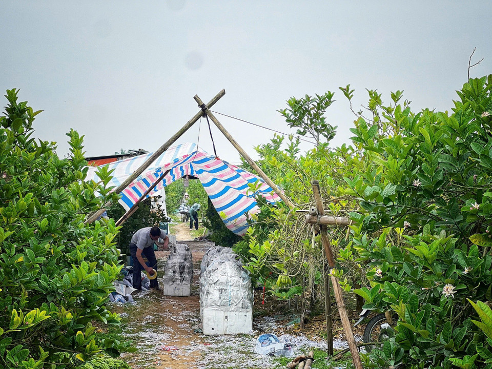 Chỉ còn hơn chục ngày nữa là Tết Nguyên Đán, nhưng không khí “Thủ phủ" phật thủ Đắc Sở (Chung Châu, xã Liên Minh, Hà Nội) vẫn khá trầm lắng. Rất ít khách ghé qua. (Ảnh: Mai Mai/Vietnam+)