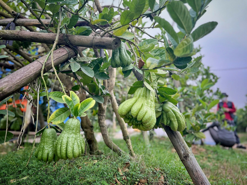 Phật thủ không chỉ là loại quả cho trái quanh năm, nhưng thường được đặc biệt quan tâm vào dịp Tết. Người dân không chỉ dùng trang trí ngày Tết mà còn bởi phật thủ mang ý nghĩa tâm linh sâu sắc. Theo quan niệm dân gian, các tay của quả phật thủ ví như bàn tay Phật che chở, mang lại bình an, may mắn. (Ảnh: Mai Mai/Vietnam+)