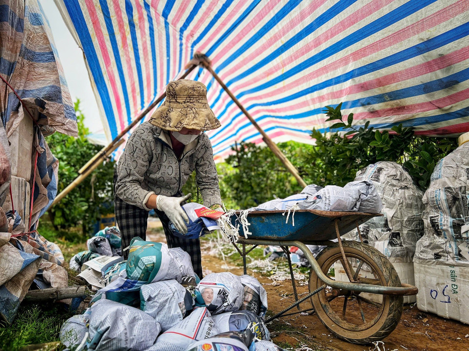Các nhà vườn đóng hàng gửi đi các tỉnh chiều ngày 4/2/2026, trong khi rất ít khách lẻ vào vườn chọn mua sớm những quả đẹp. (Ảnh: Mai Mai/Vietnam+)