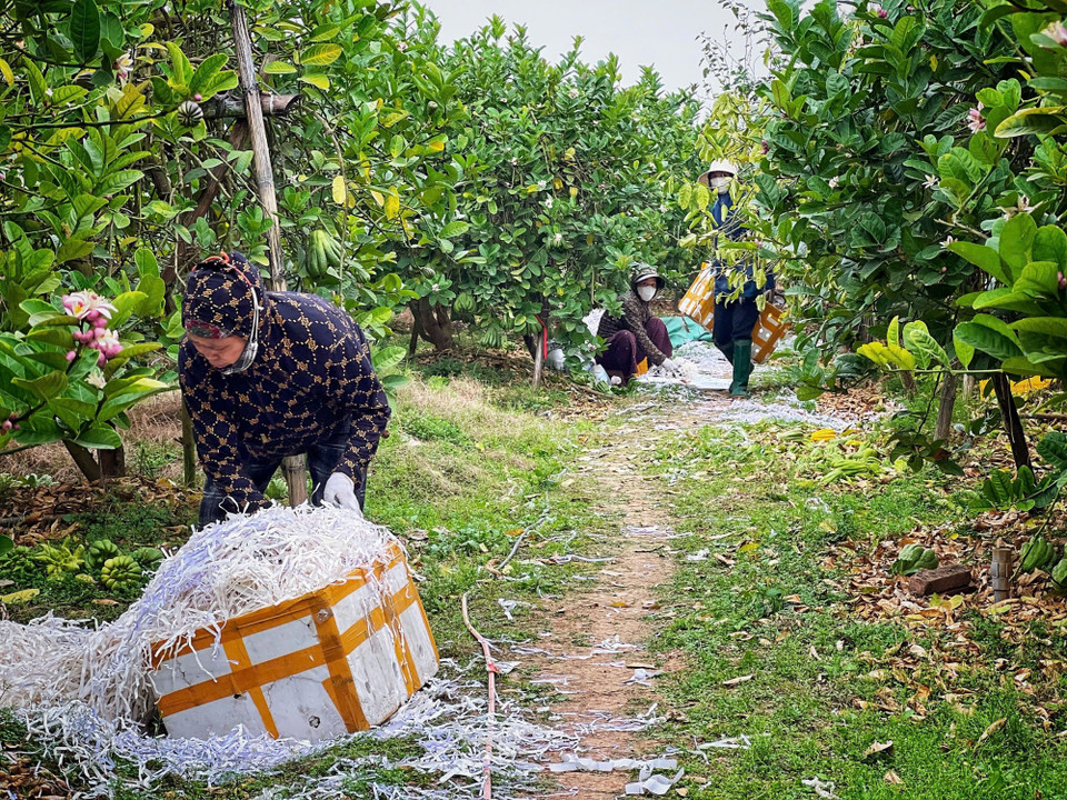 Các chủ vườn ở đây cho biết, từ khoảng 20 tháng Chạp trở đi, khi nhu cầu thị trường tăng cao cận Tết, không khí mua bán sẽ nhộn nhịp hơn. (Ảnh: Mai Mai/Vietnam+)