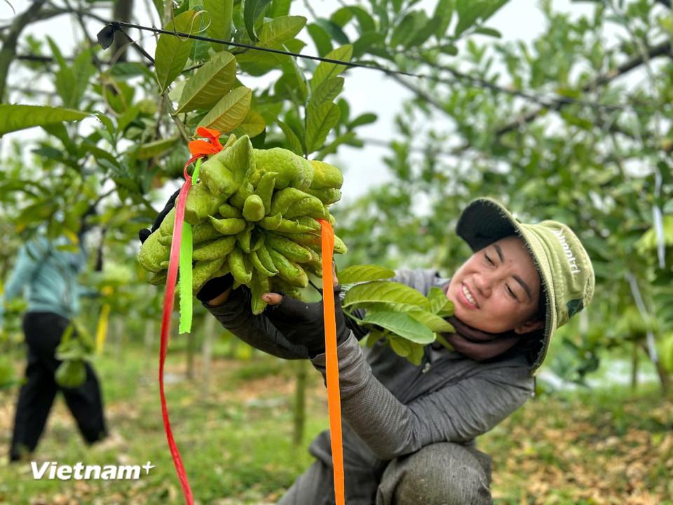 Chị Nguyễn Thị Minh, chủ vườn tại Chung Châu, xã Liên Minh chia sẻ Tết năm nay cây mất mùa, sản lượng sụt giảm gần 50% nên giá cao hơn mọi năm. Như quả chị cầm trên tay có giá 3 triệu đồng và cả vườn dịp Tết này cũng chỉ thu được khoảng 20 quả vip như vậy. (Ảnh: Mai Mai/Vietnam+)