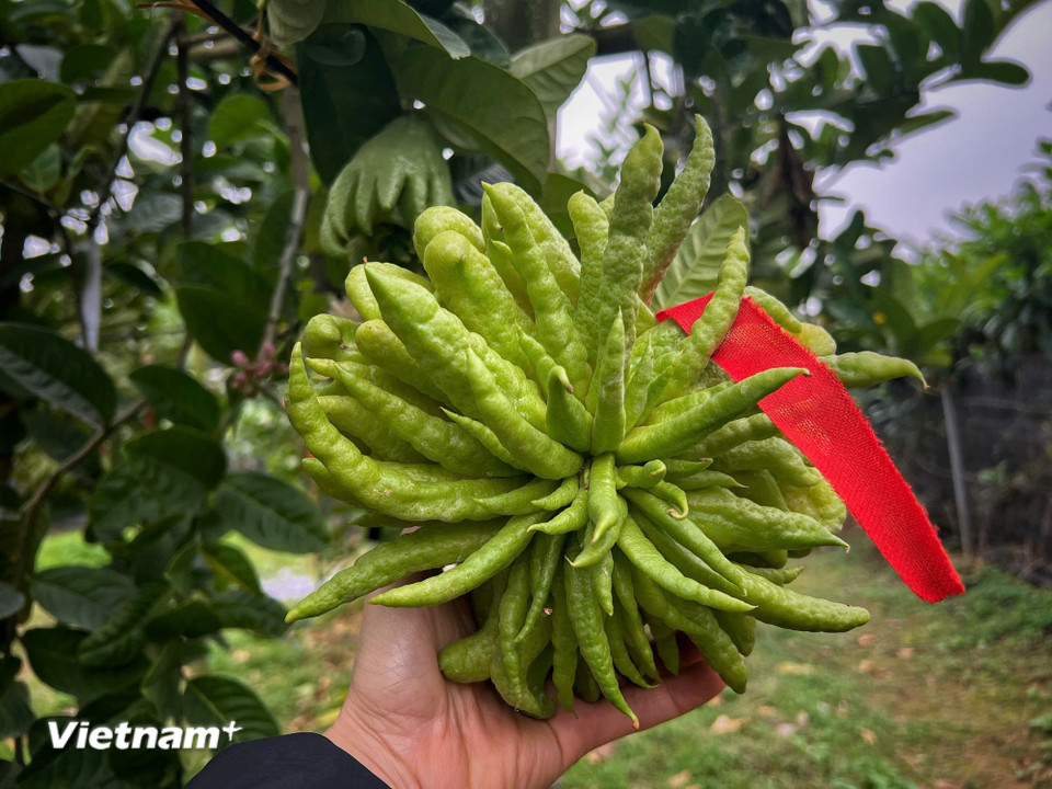 Theo thông tin từ các chủ vườn, giá phật thủ mua tại gốc năm nay có giá giao động từ 100.000 đồng đến 3 triệu đồng/ quả tùy kích cỡ, số lượng "ngón tay," màu sắc... (Ảnh: Mai Mai/Vietnam+)