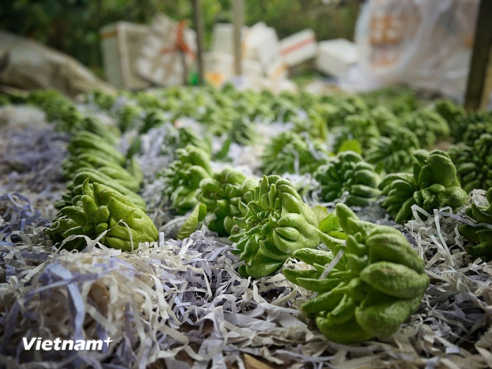 Những quả phật thủ có dáng “bàn tay Phật,” ngón xòe đều, màu sắc hài hòa, bề mặt bóng đẹp dù giá bán cao nhưng vẫn được thị trường ưa chuộng. (Ảnh: Mai Mai/Vietnam+)