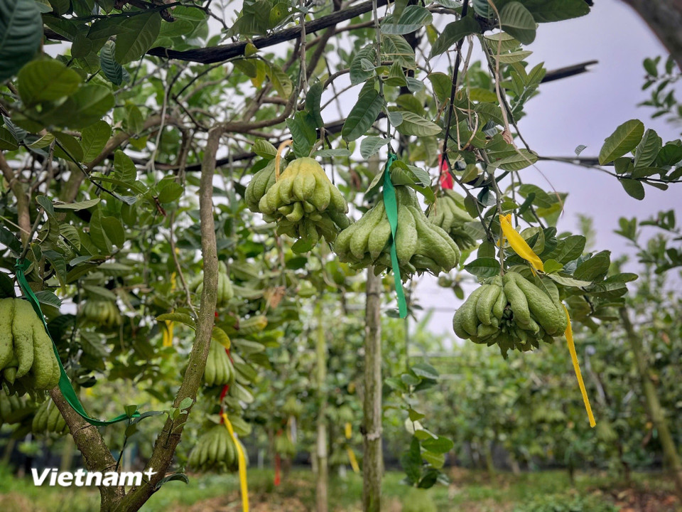 Những sợi dây nhiều màu sắc buộc trên từng quả là để đánh dấu size quả và đều là những quả đã được khách đặt hàng chỉ đợi ngày thu hoạch. (Ảnh: Mai Mai/Vietnam+)