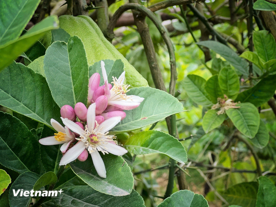 Trên cây không chỉ có quả mà hoa phật thủ vẫn tiếp tục trổ bông cho lứa mới. (Ảnh: Mai Mai/Vietnam+)