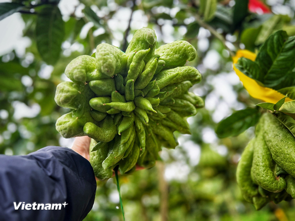 Phật thủ có quả ra gối vụ, nhưng thu hoạch vụ chính là tháng 7 và Tết Âm lịch. Mỗi cây cho từ 50-70 trái/vụ và kéo dài trong trong ba năm. (Ảnh: Mai Mai/Vietnam+)