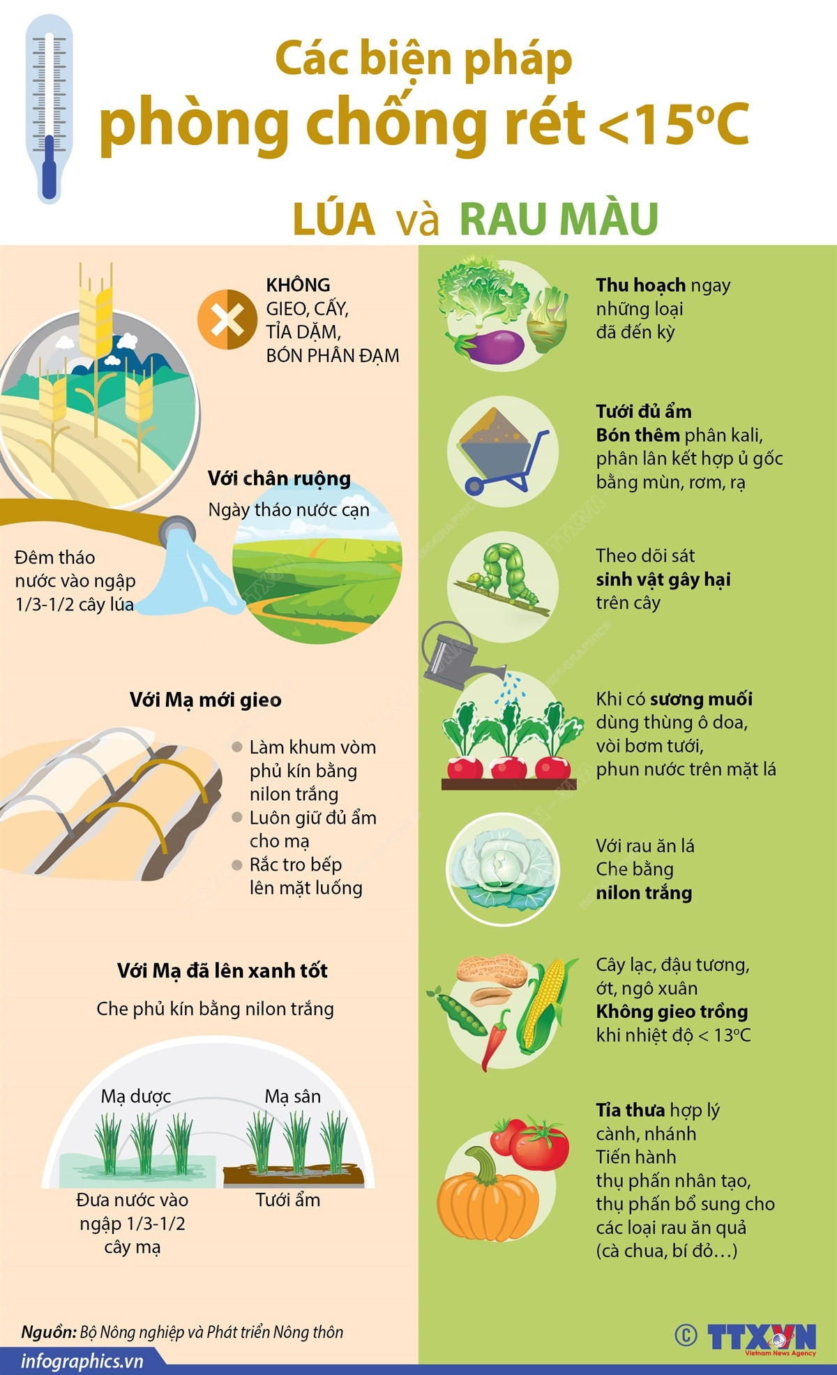 [Infographics] Biện pháp phòng chống rét dưới 15 độ C cho lúa, rau màu ảnh 1
