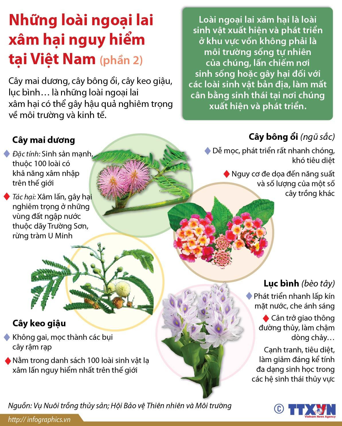 (Nhấp chuột để xem kích thước chuẩn) Những loài thực vật ngoại lai xâm hại nguy hiểm tại Việt Nam ảnh 1