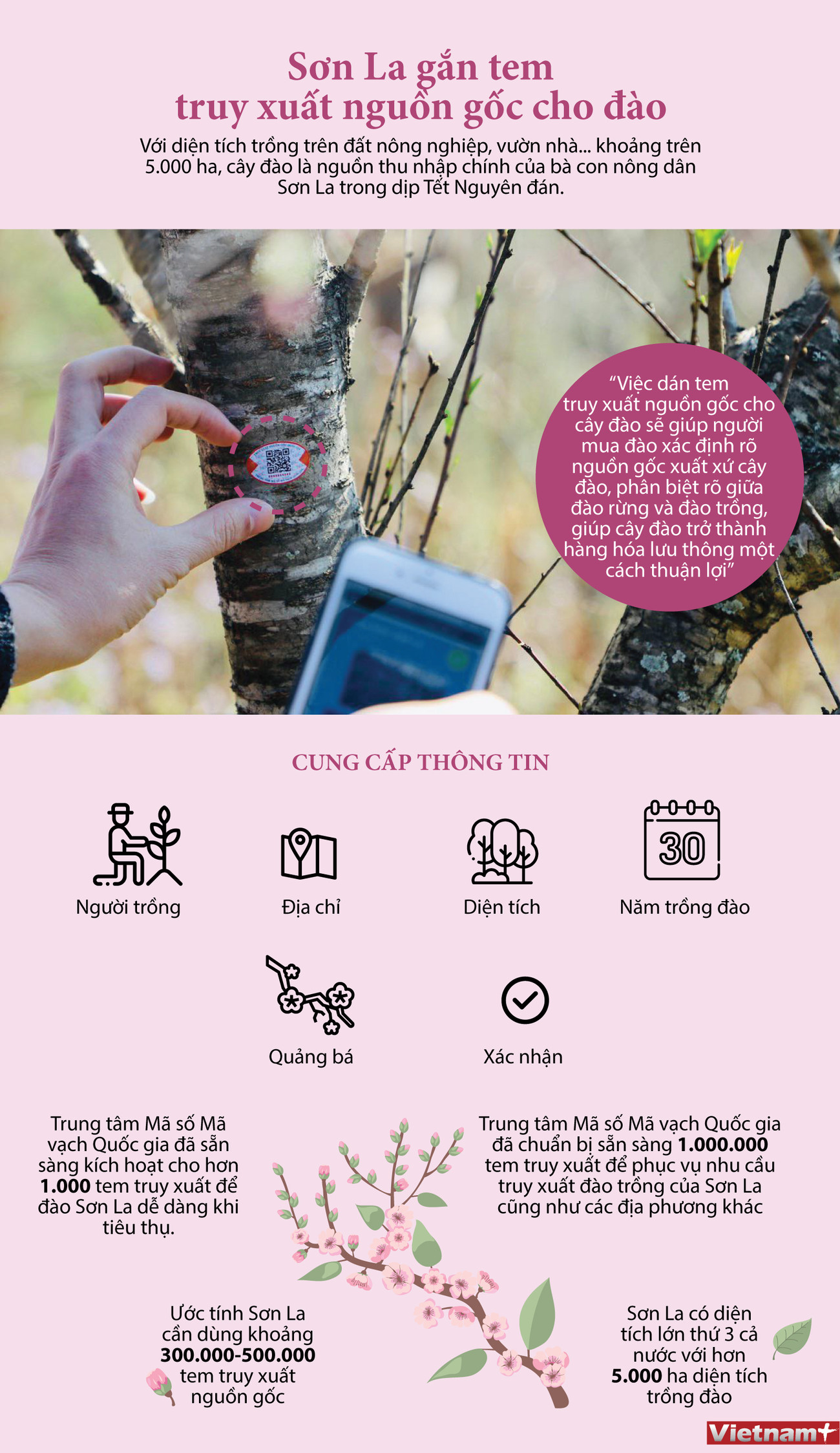 [Infographics] Sơn La gắn tem truy xuất nguồn gốc cho đào ảnh 1