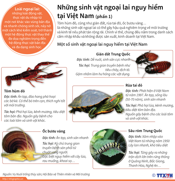 [Infographics] Những sinh vật ngoại lai nguy hiểm tại Việt Nam ảnh 1