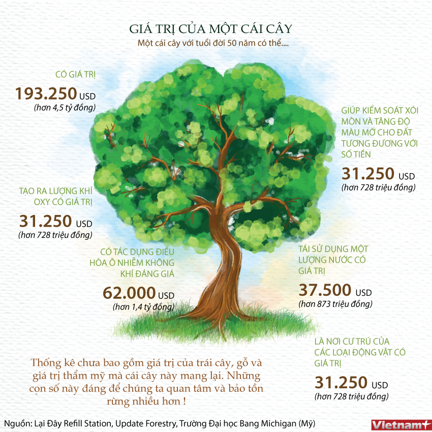 [Infographics] Bạn biết gì về giá trị của một cây xanh 50 tuổi? ảnh 1