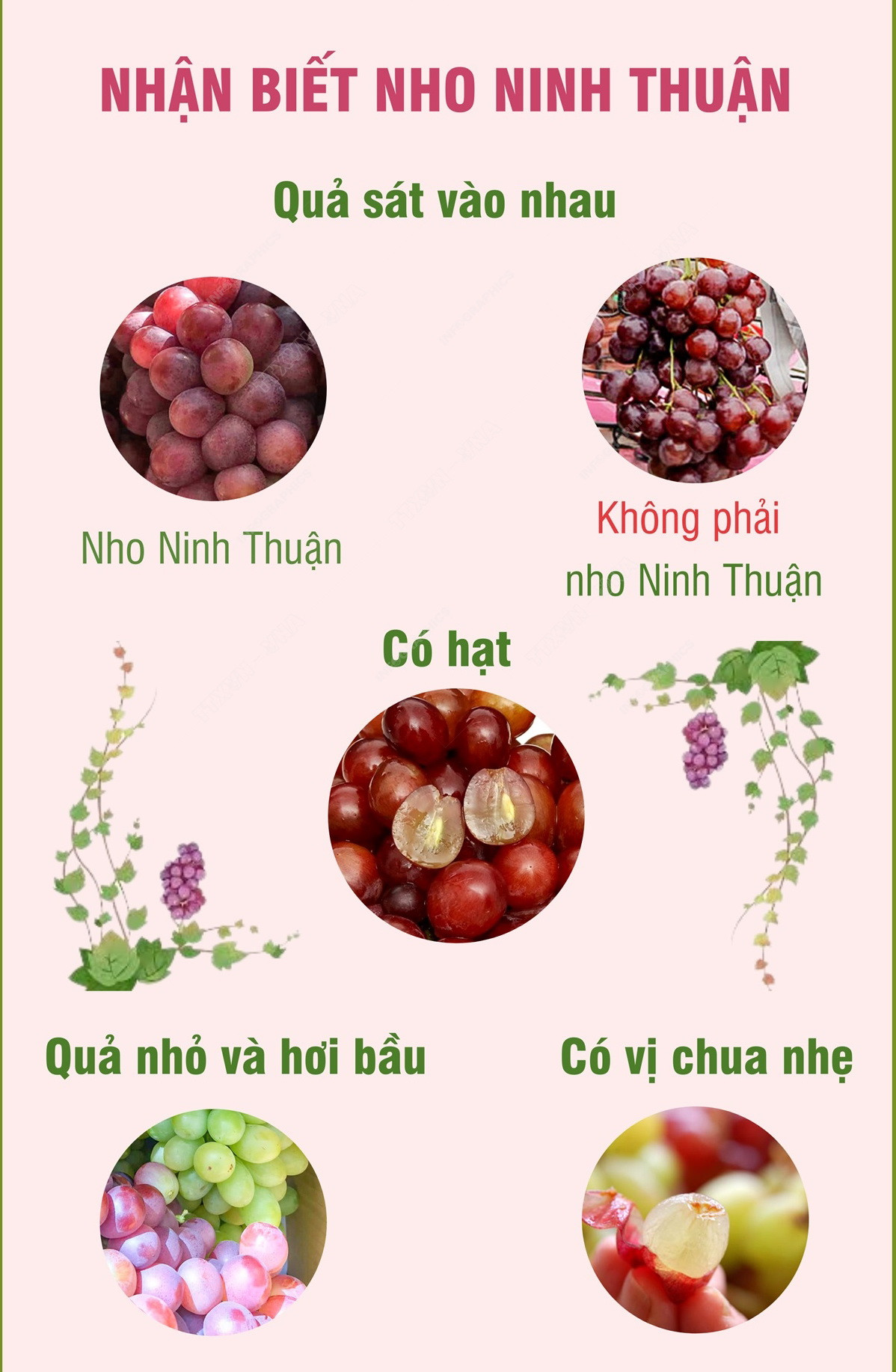 [Infographics] Tỉnh Ninh Thuận - “thủ phủ” nho của cả nước ảnh 2
