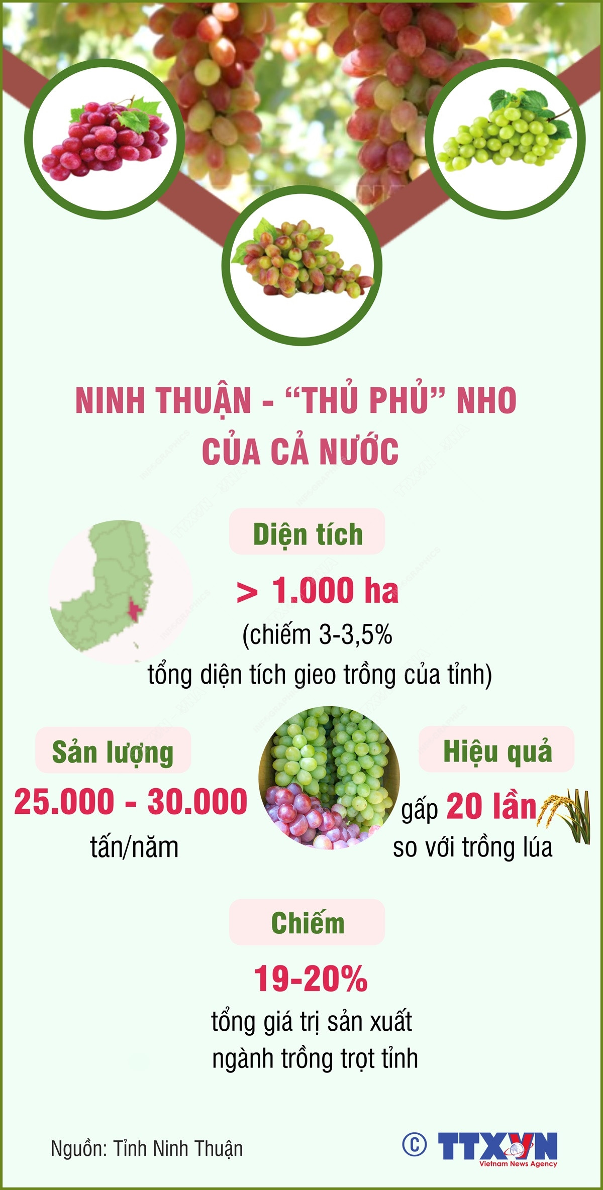 [Infographics] Tỉnh Ninh Thuận - “thủ phủ” nho của cả nước ảnh 1