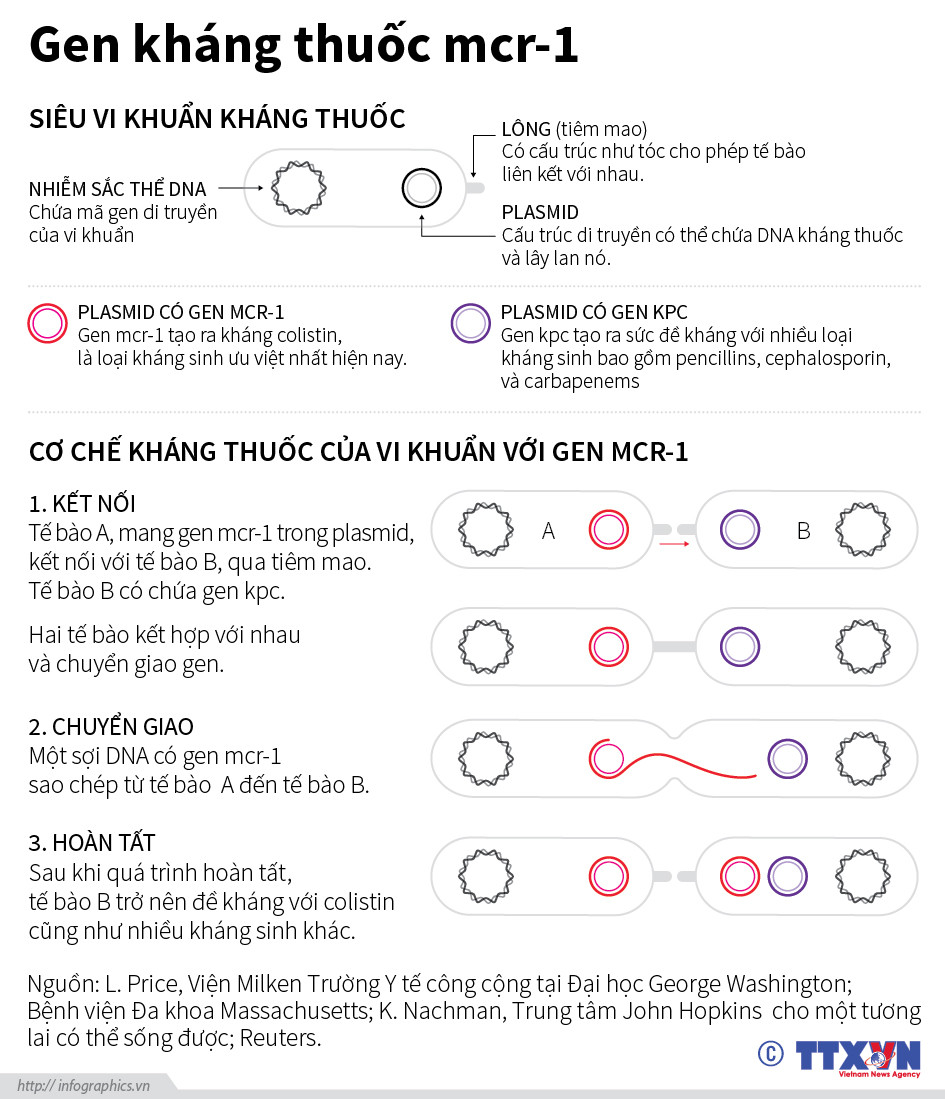 [Infographics] "Siêu vi khuẩn" MCR-1 kháng mọi loại kháng sinh ảnh 1