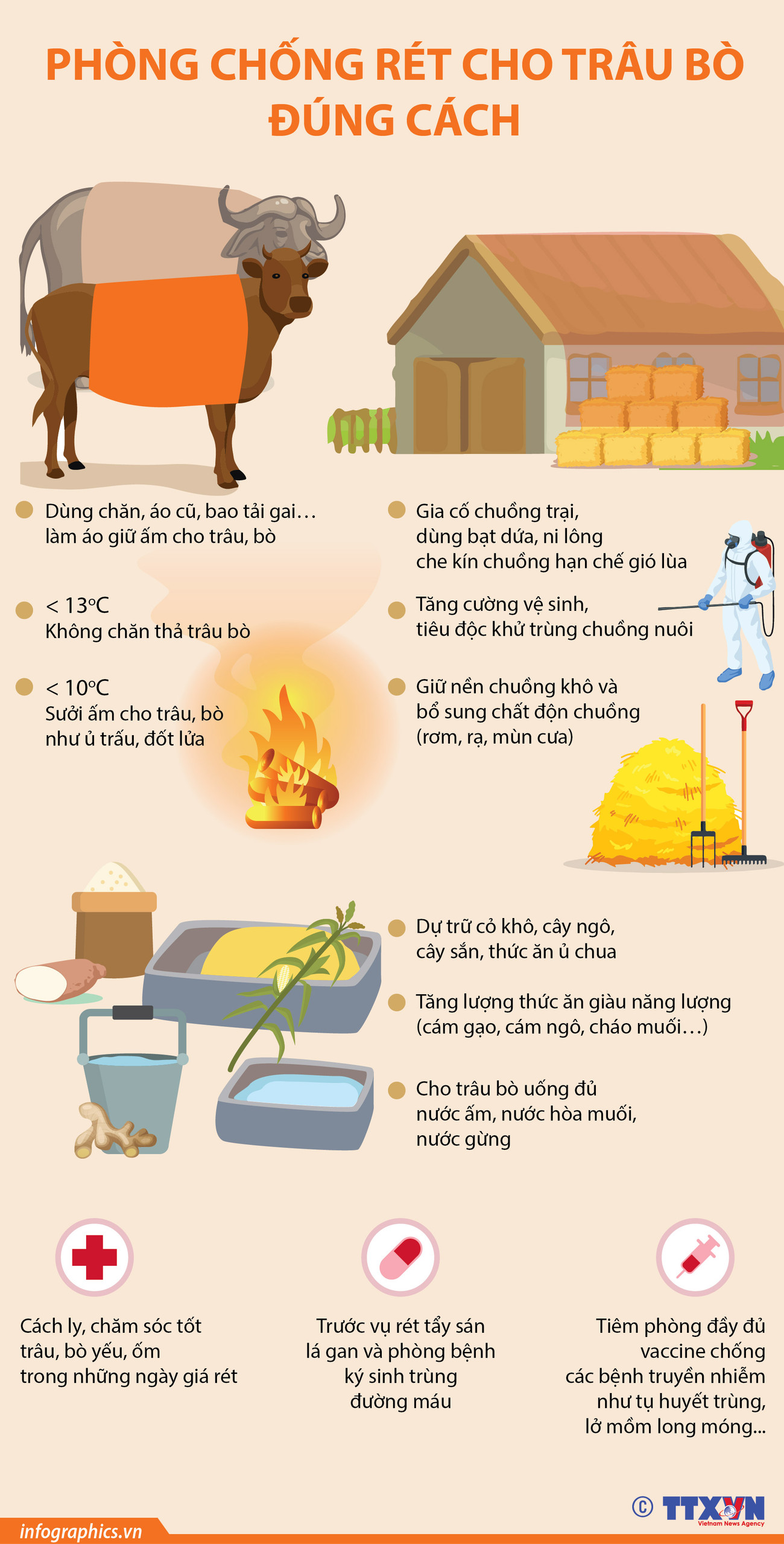 [Infographics] Cách phòng chống rét cho trâu bò đúng cách ảnh 1