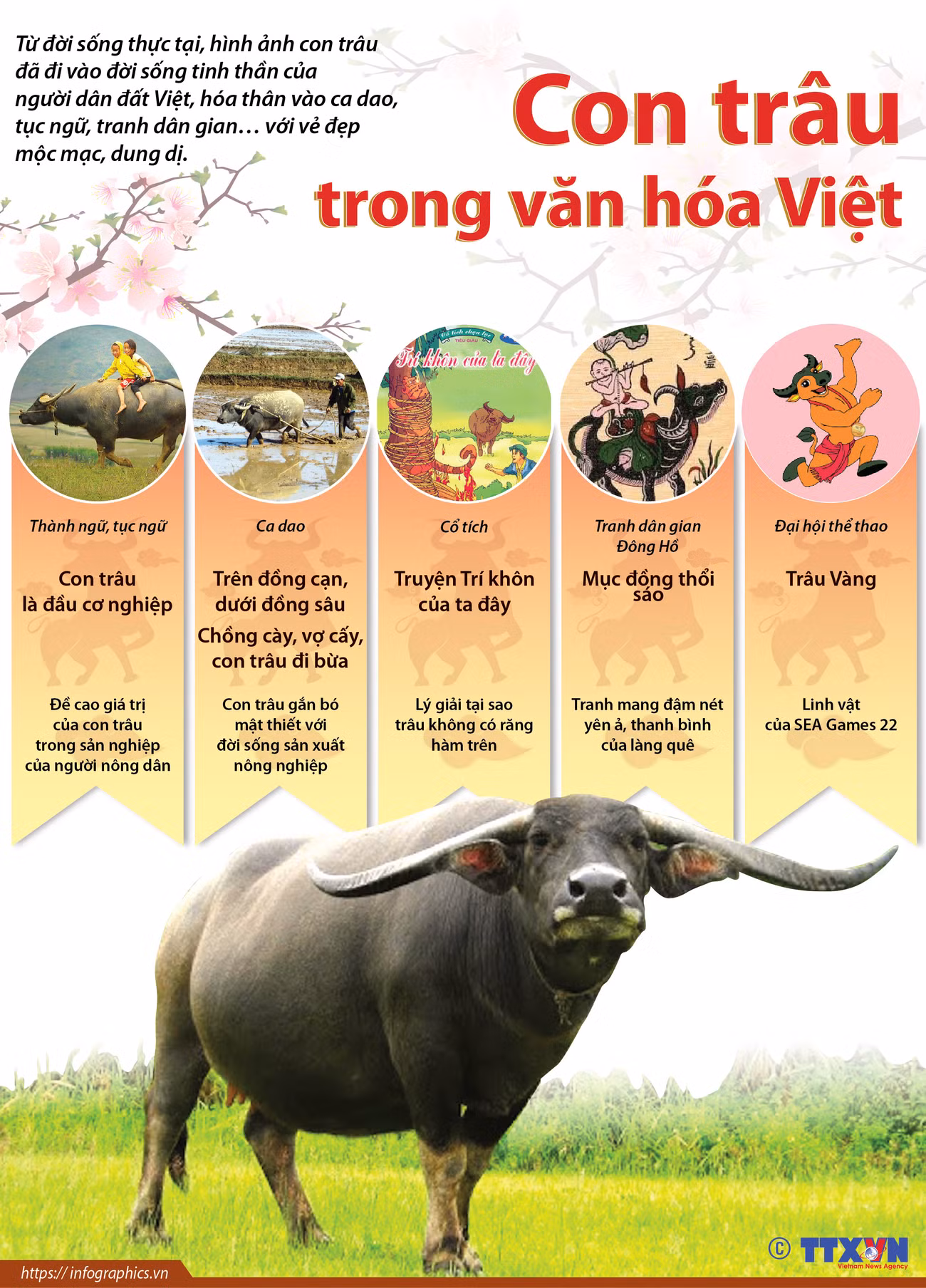[Infographics] Hình tượng con trâu trong văn hóa Việt Nam ảnh 1