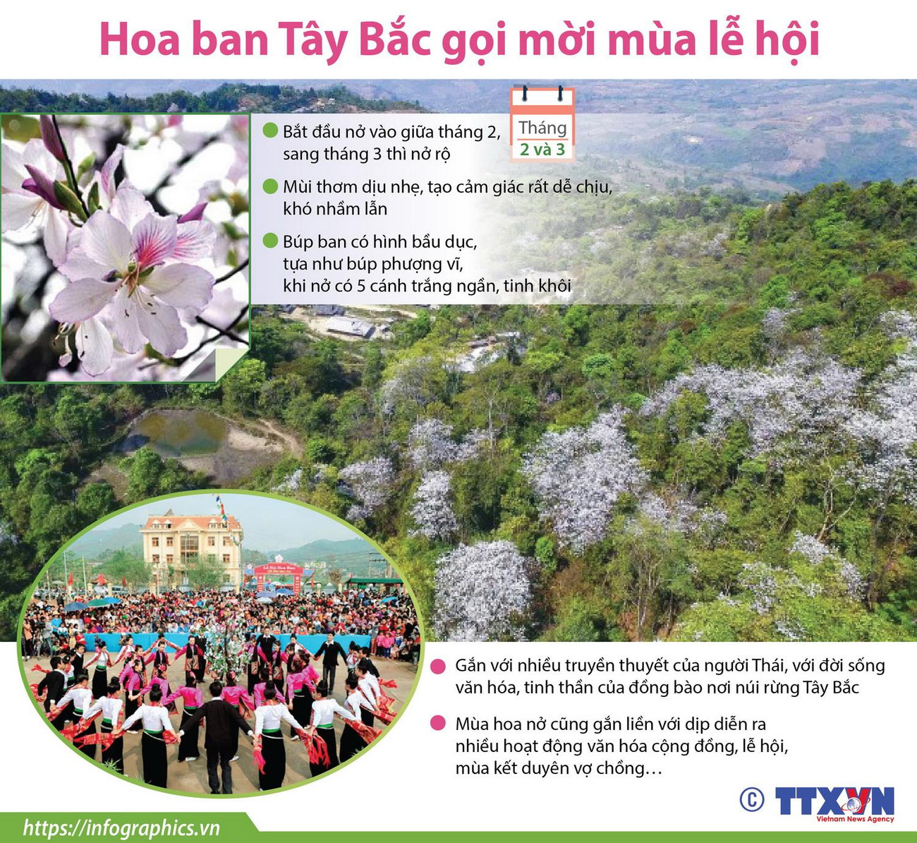 [Infographics] Hoa ban Tây Bắc gọi mời mùa lễ hội ảnh 1