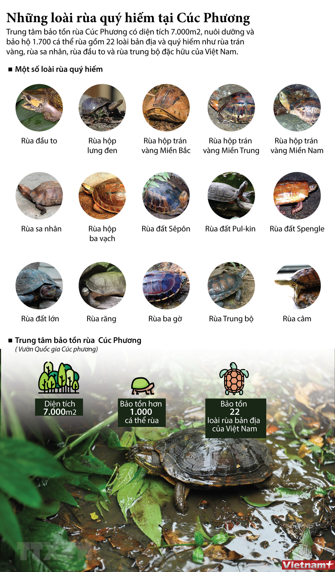 [Infographics] Những loài rùa quý hiếm tại Cúc Phương ảnh 1