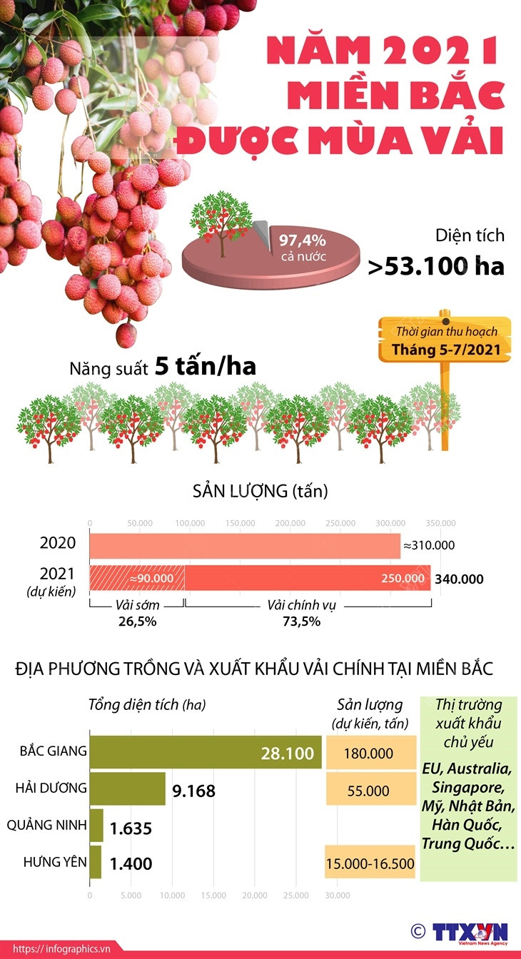 [Infographics] Năm 2021, nhiều tỉnh miền Bắc được mùa vải thiều ảnh 1