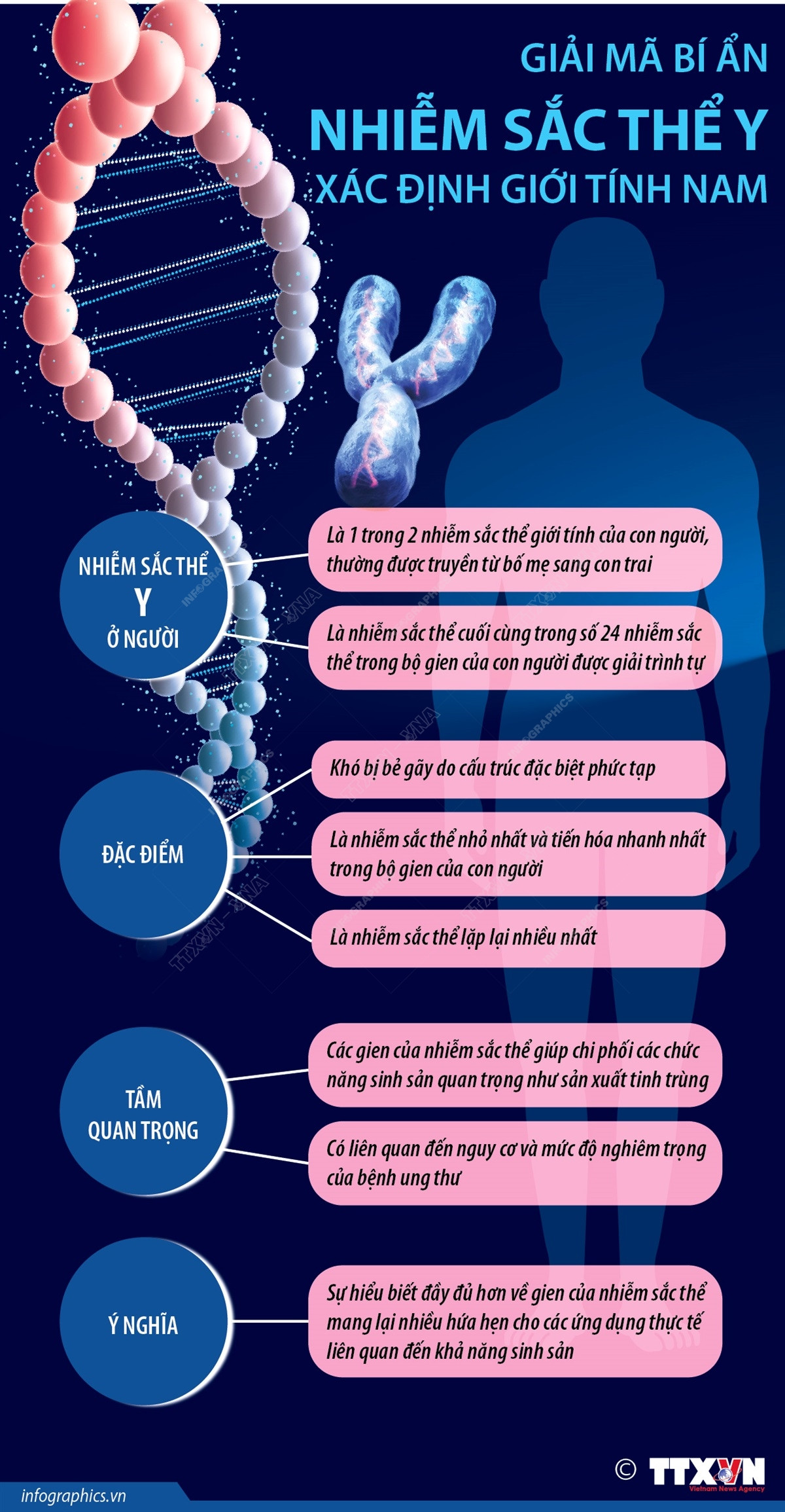 [Infographics] Giải mã bí ẩn nhiễm sắc thể Y xác định giới tính nam ảnh 1