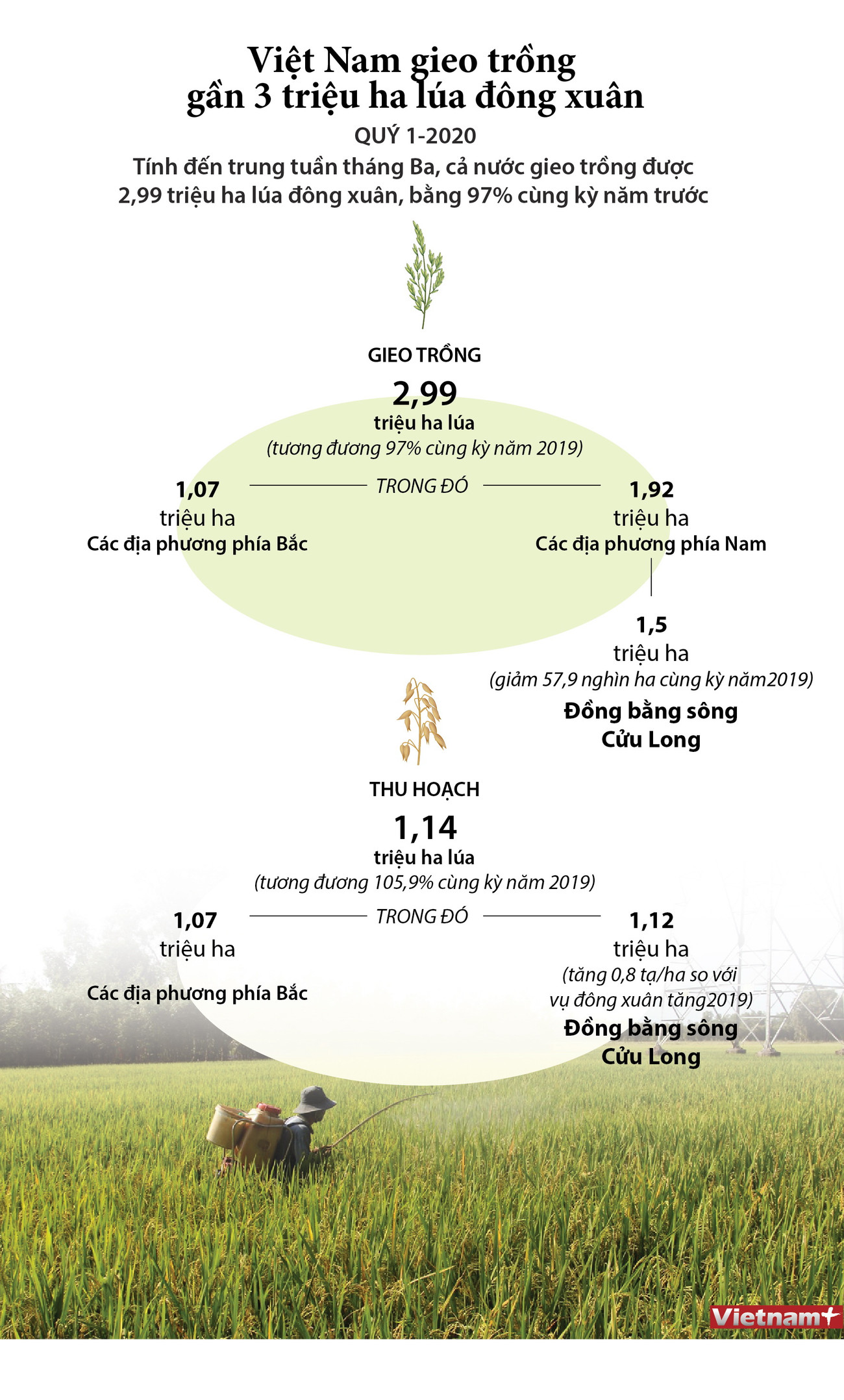 [Infographics] Việt Nam gieo trồng gần 3 triệu ha lúa Đông Xuân ảnh 1