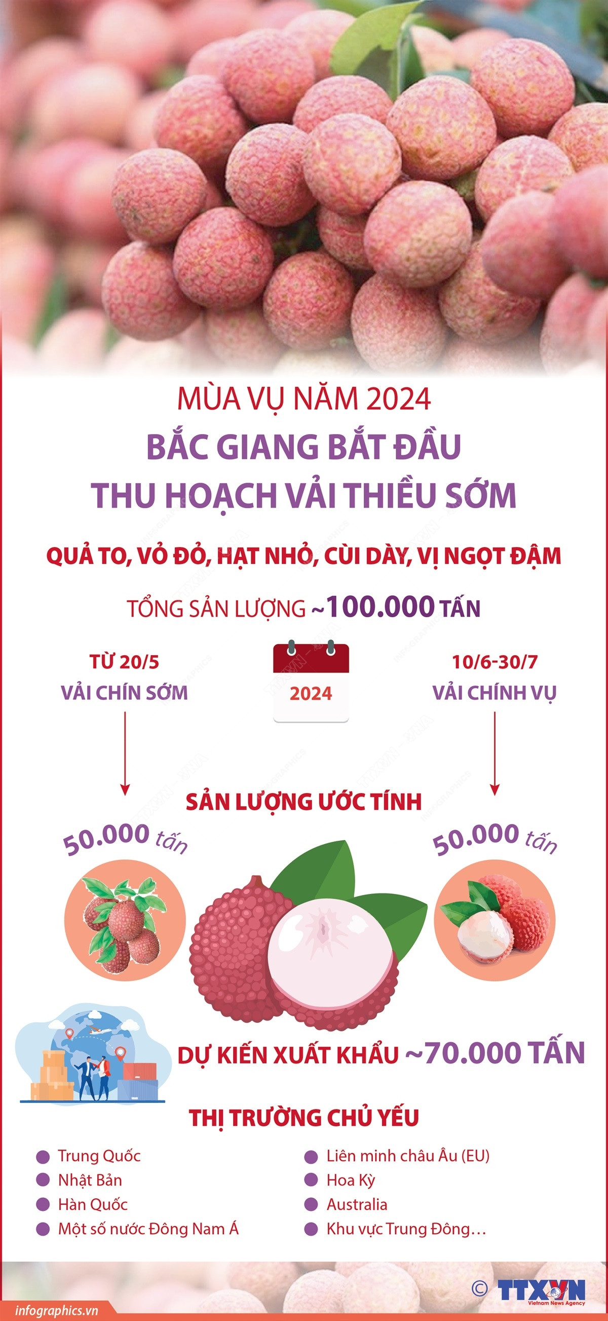 vna_potal_mua_vu_nam_2024_bac_giang_bat_dau_thu_hoach_vai_thieu_som_7390674.jpg