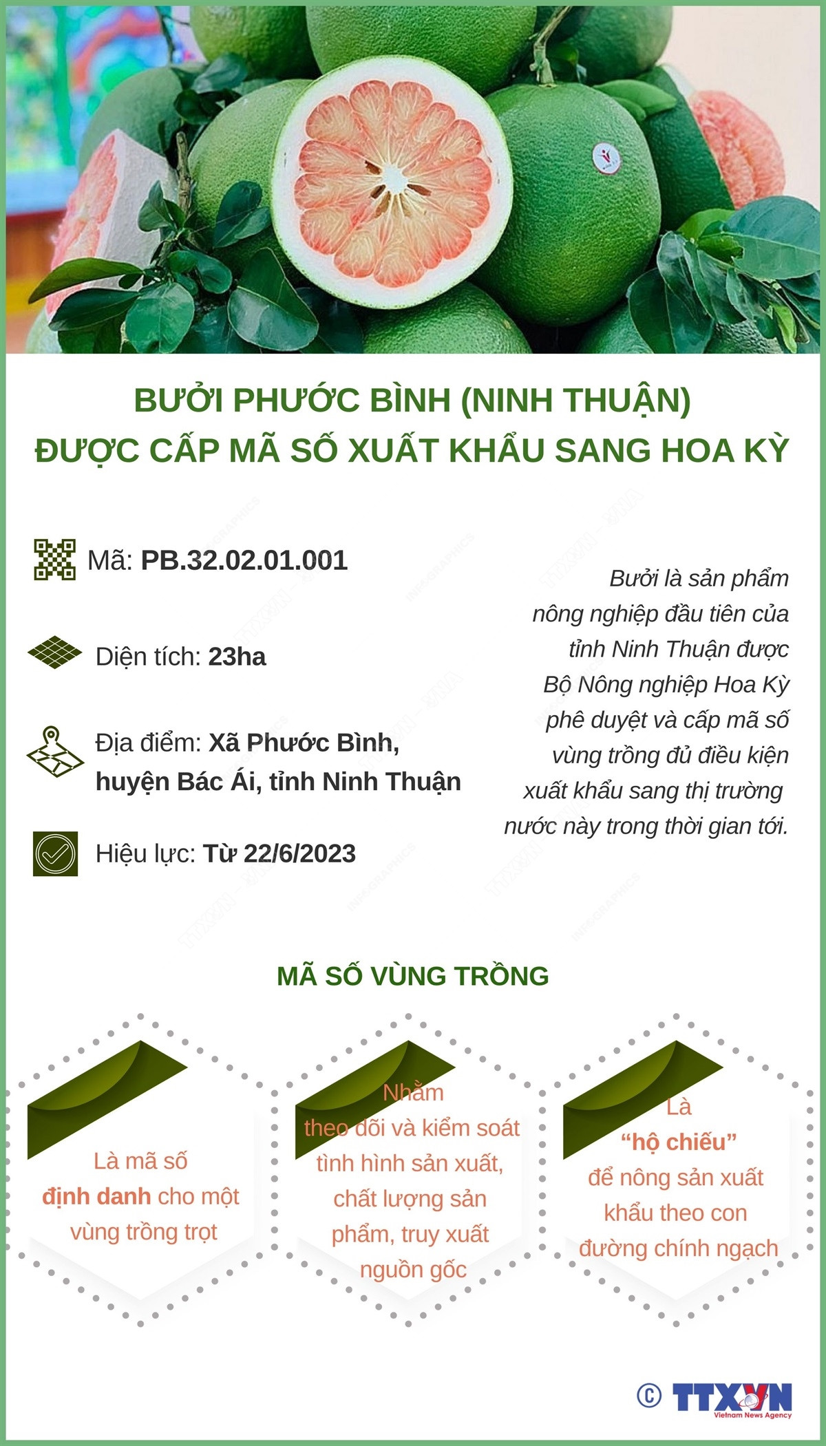 Ninh Thuận: Bưởi Phước Bình được cấp mã số xuất khẩu sang Hoa Kỳ ảnh 1