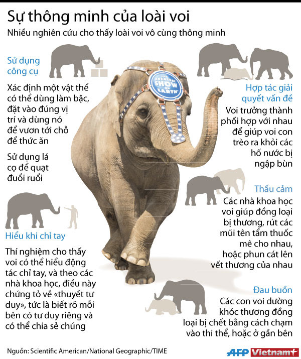 [Infographics] Sự thông minh đáng kinh ngạc của loài voi ảnh 1
