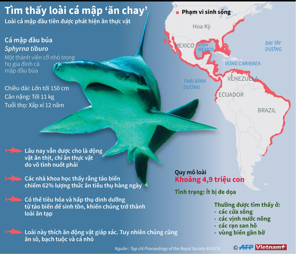 [Infographics] Tìm hiểu loài cá mập "ăn chay" đầu tiên trên thế giới ảnh 1