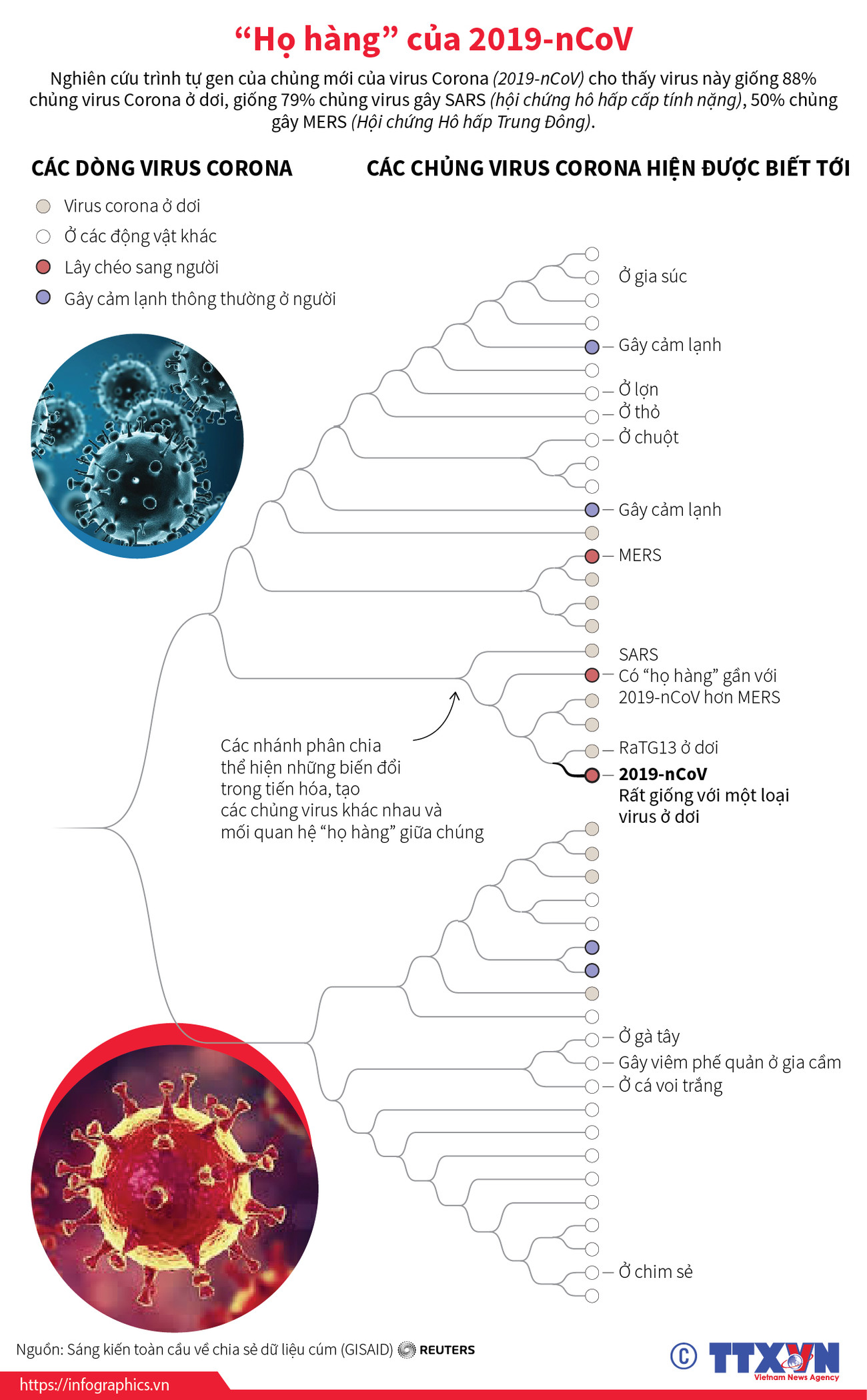 [Infographics] Tìm hiểu những ''họ hàng'' của virus chủng 2019-nCoV ảnh 1