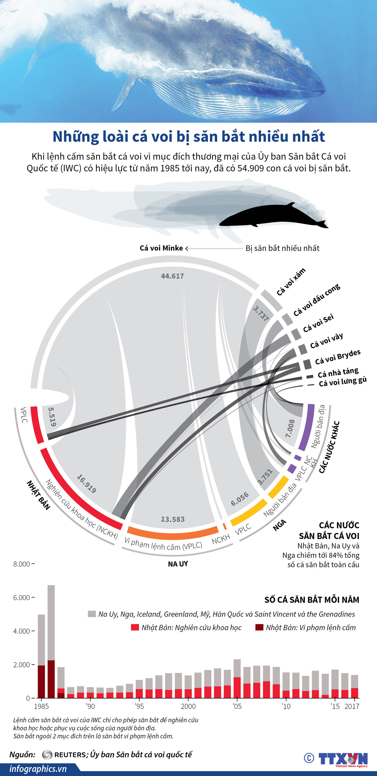 [Infographics] Những loài cá voi bị săn bắt nhiều nhất thế giới ảnh 1